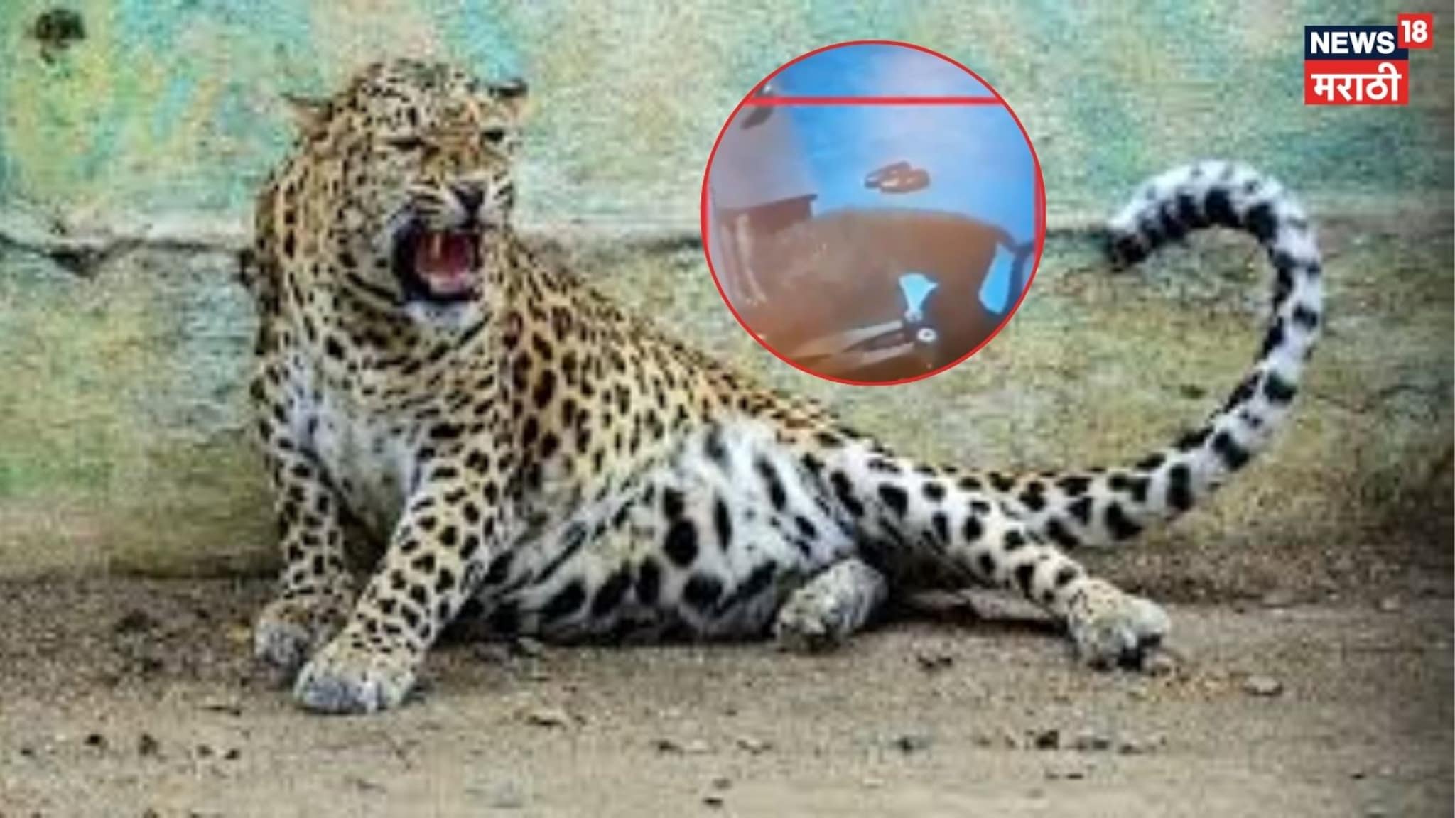 Video:  बिबट्याचा शेतकऱ्याच्या घरात घुसुन मांजरावर हल्ला, थराराक दृश्य CCTV त कैद 