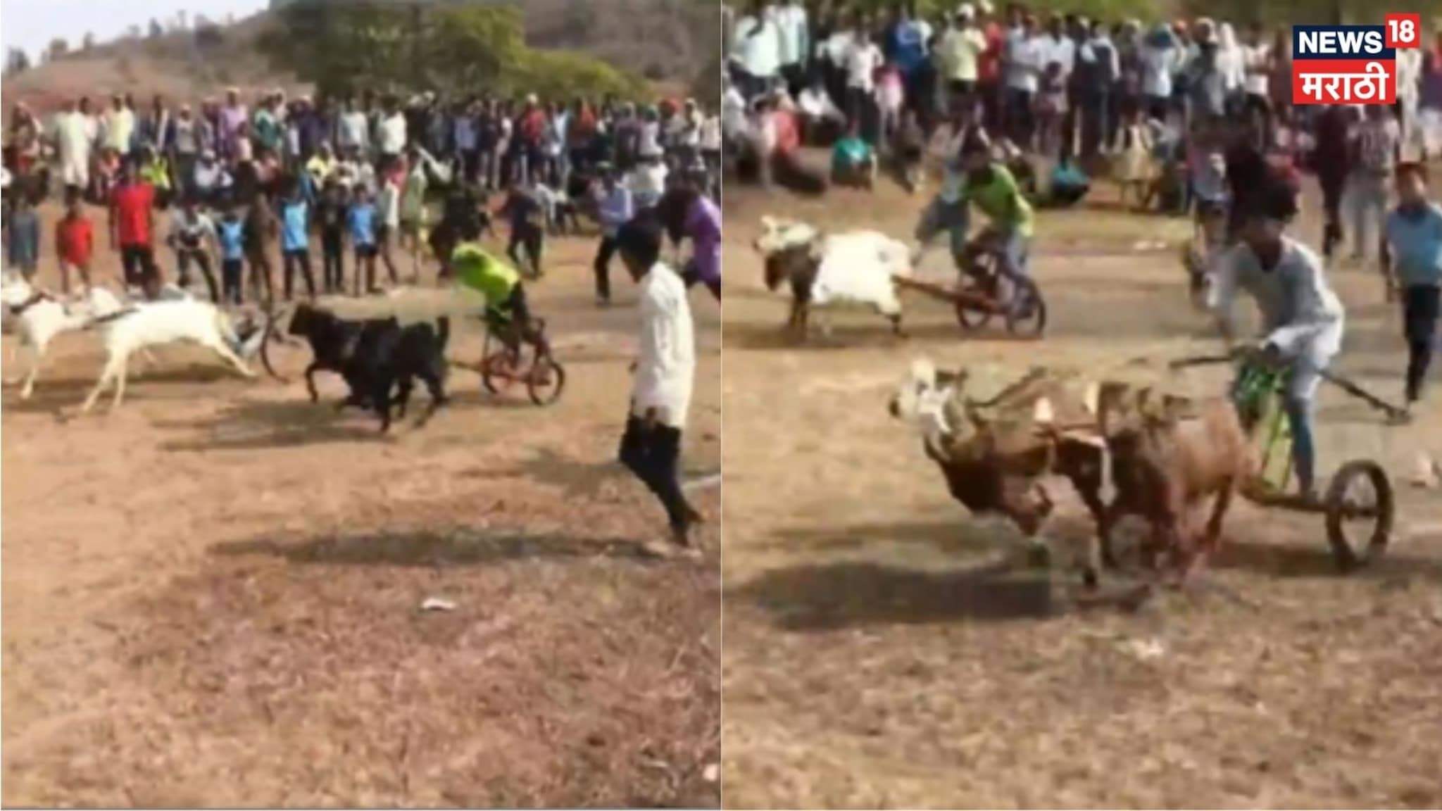 Video:  अमरावतीच्या मेळघाटात चक्क बोकडांच्या शर्यती, पहिल्यांदाच रंगली शर्यत