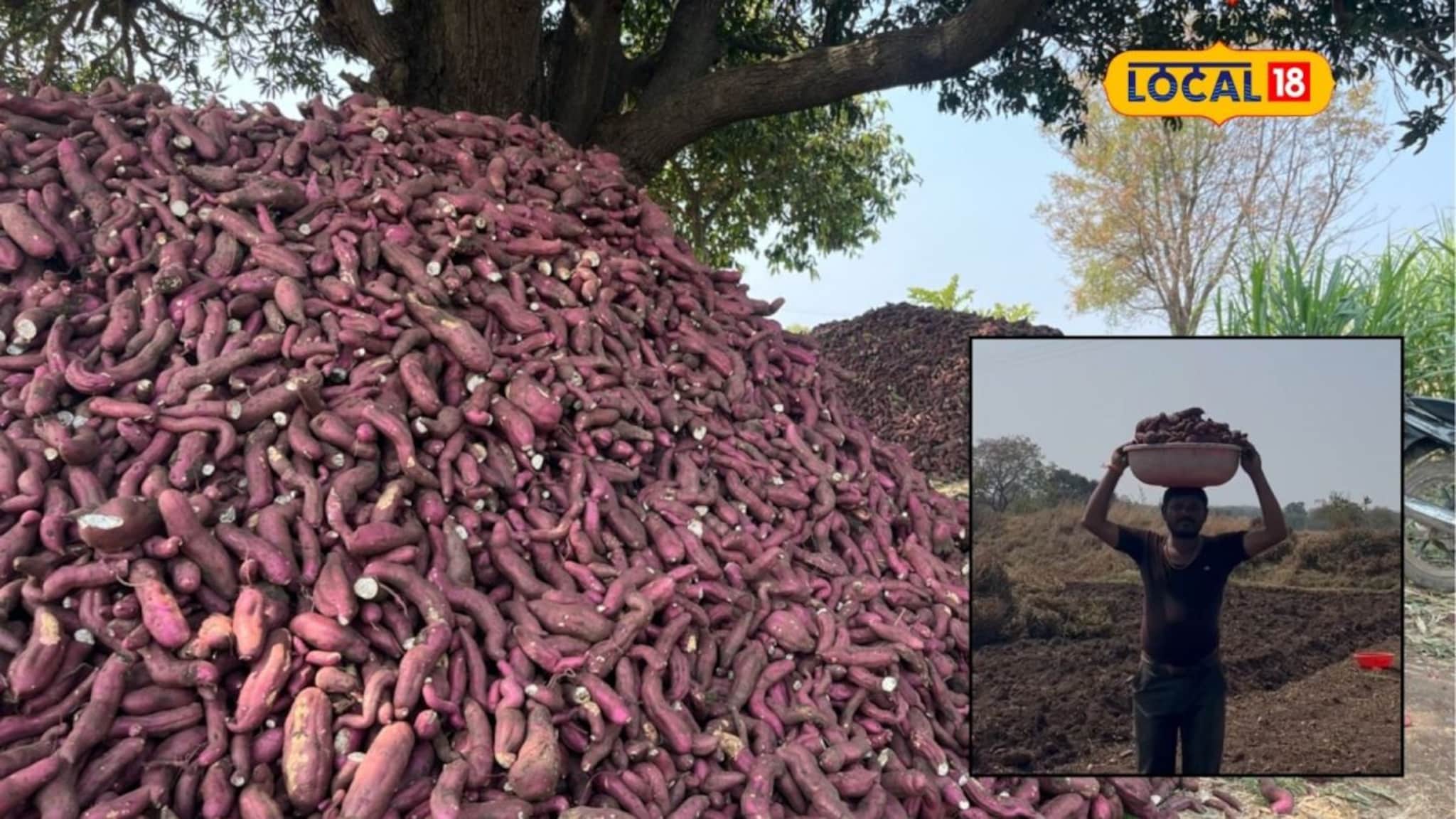 महाराष्ट्रातलं रताळ्याचं गाव! 10 दिवसांत दीड कोटींची उलाढाल, पण यंदा फटका, Video