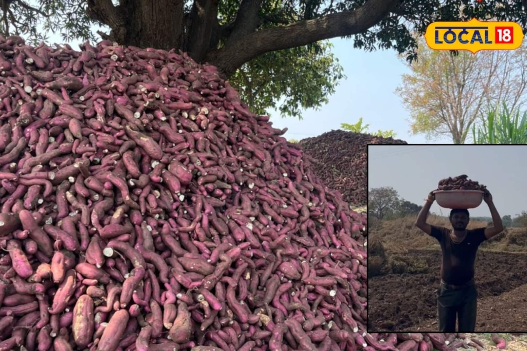 महाराष्ट्रातलं रताळ्याचं गाव! 10 दिवसांत दीड कोटींची उलाढाल, पण यंदा फटका, Video