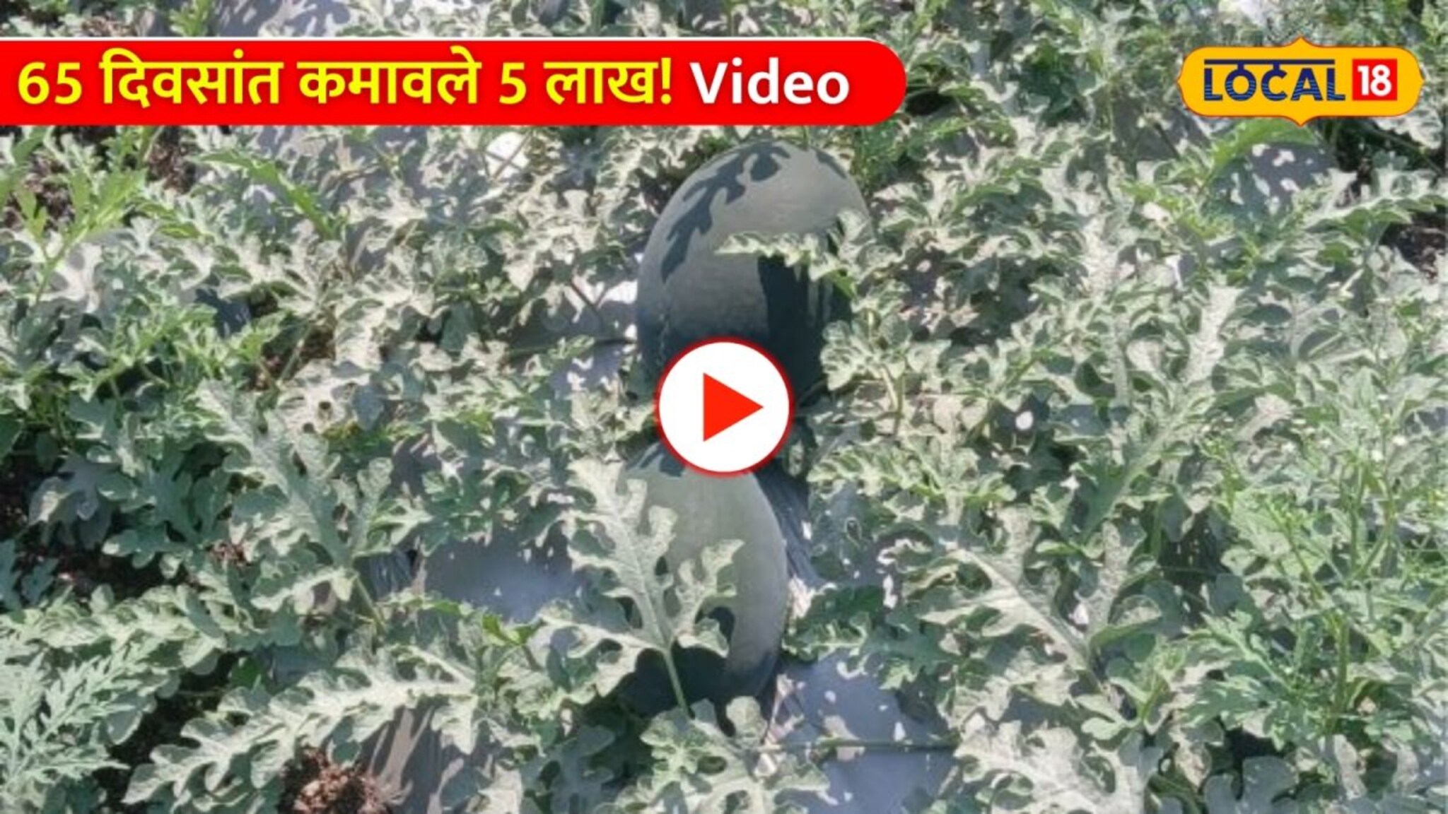 65 दिवसांत कमावले 5 लाख! सोलापूरच्या 12 वी पास तरुणाने कलिंगड शेतीतून घडवला इतिहास!