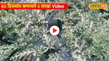 65 दिवसांत कमावले 5 लाख! सोलापूरच्या 12 वी पास तरुणाने कलिंगड शेतीतून घडवला इतिहास!