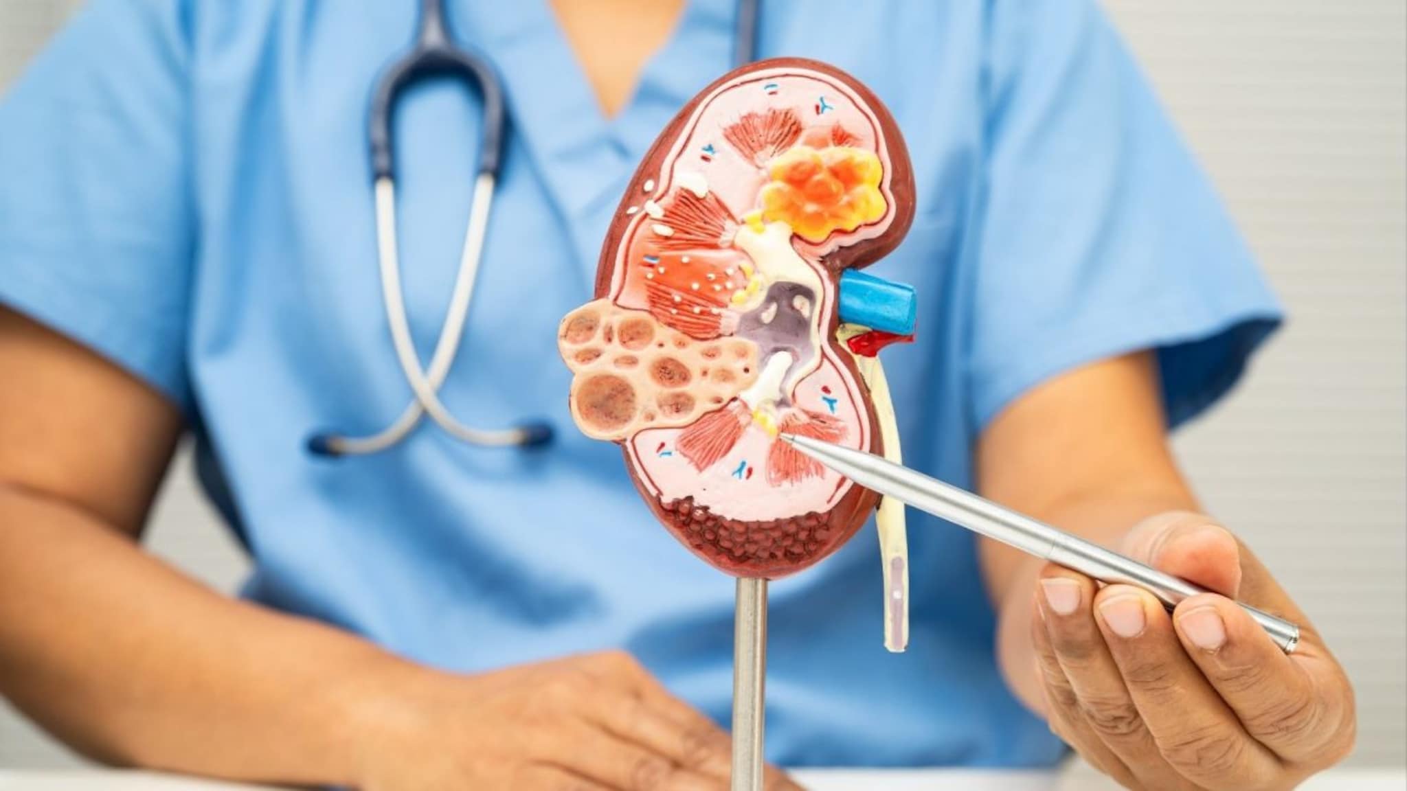 Kidney : किडनीचं आरोग्य राखायचंय? मग आहारात करा ‘या’ 10 सुपरफूड्सचा समावेश