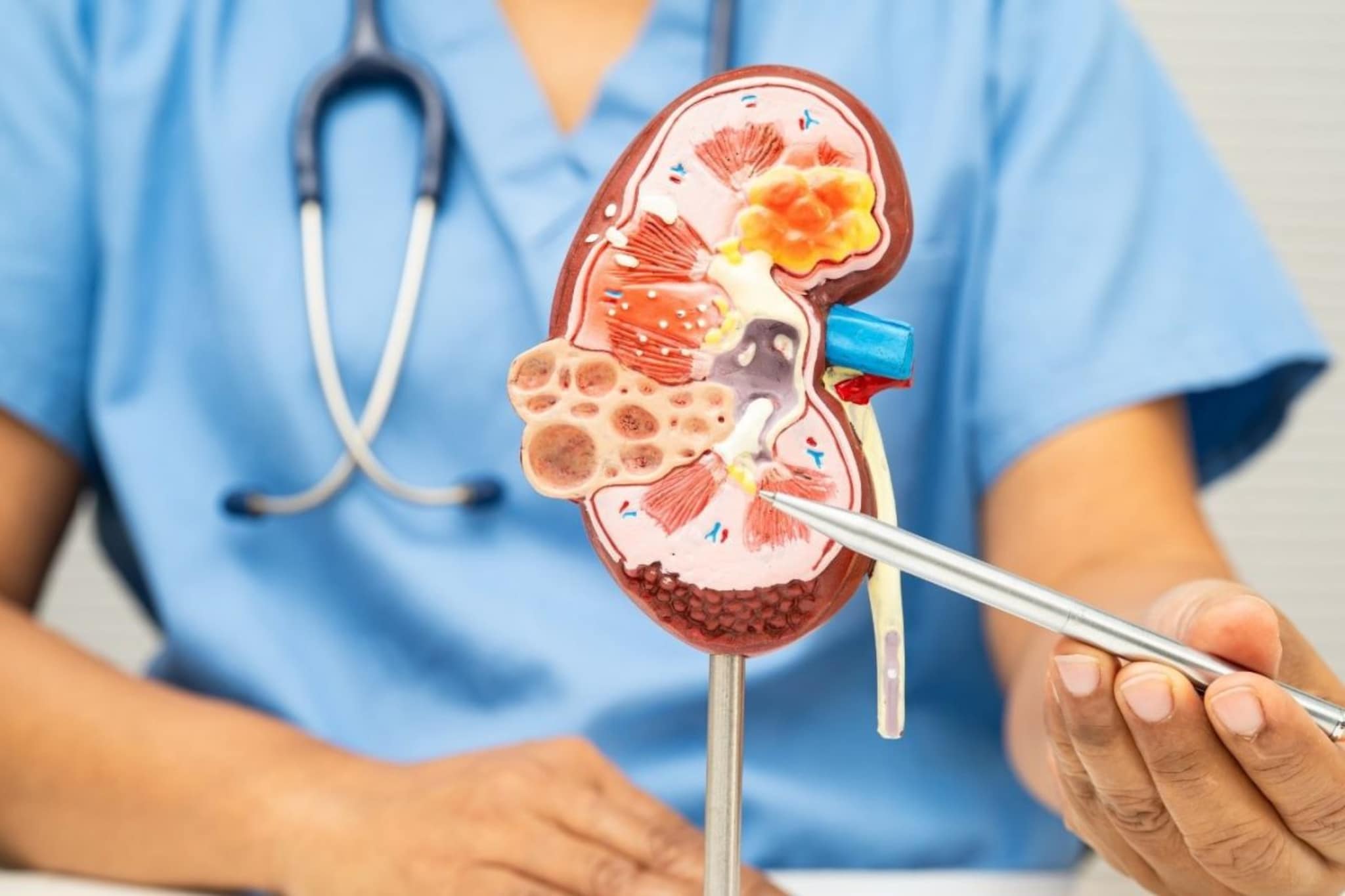 Kidney : किडनीचं आरोग्य राखायचंय? मग आहारात करा ‘या’ 10 सुपरफूड्सचा समावेश