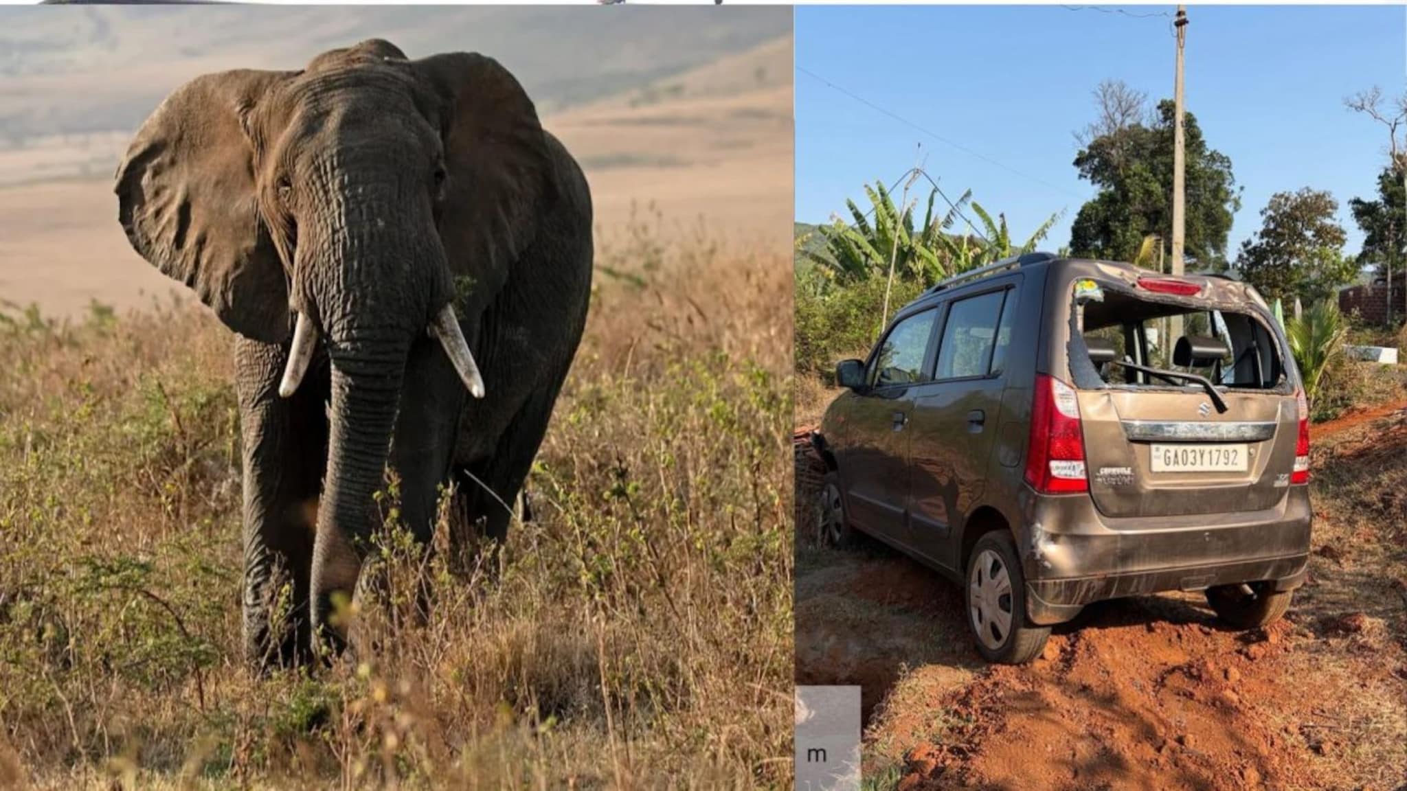 Maruti Wagon R हत्तीने उचलून फेकून दिली,कोल्हापुरी हत्ती जोमात,गावकरी कोमात