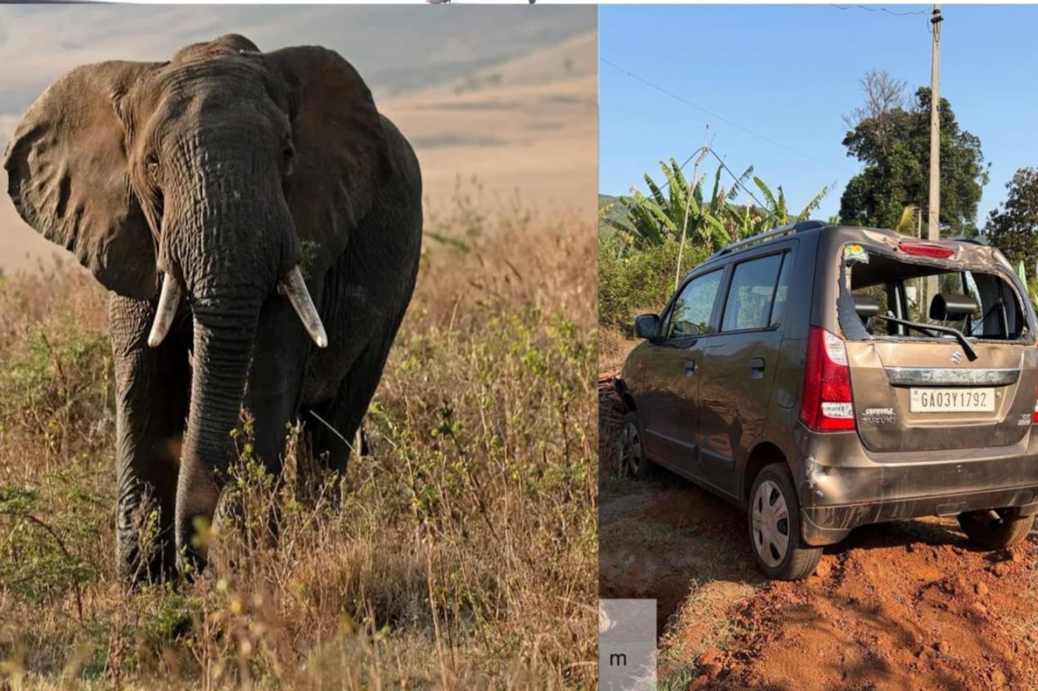 Maruti Wagon R हत्तीने उचलून फेकून दिली,कोल्हापुरी हत्ती जोमात,गावकरी कोमात Maruti Wagon R हत्तीने उचलून फेकून दिली,कोल्हापुरी हत्ती जोमात,गावकरी कोमात