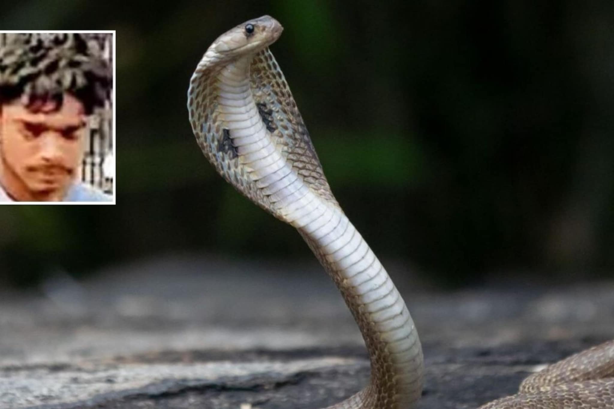 सर्पदंश झाला तरी जिद्द सोडली नाही, परीक्षा द्यायला पोहोचला दहावीचा विद्यार्थी