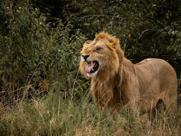 ना वाघाला घाबरत ना सिंहाला, विषाचाही नाही परिणाम; जगातील धाडसी प्राणी जीव? ना वाघाला घाबरत ना सिंहाला, विषाचाही नाही परिणाम; जगातील धाडसी प्राणी जीव?