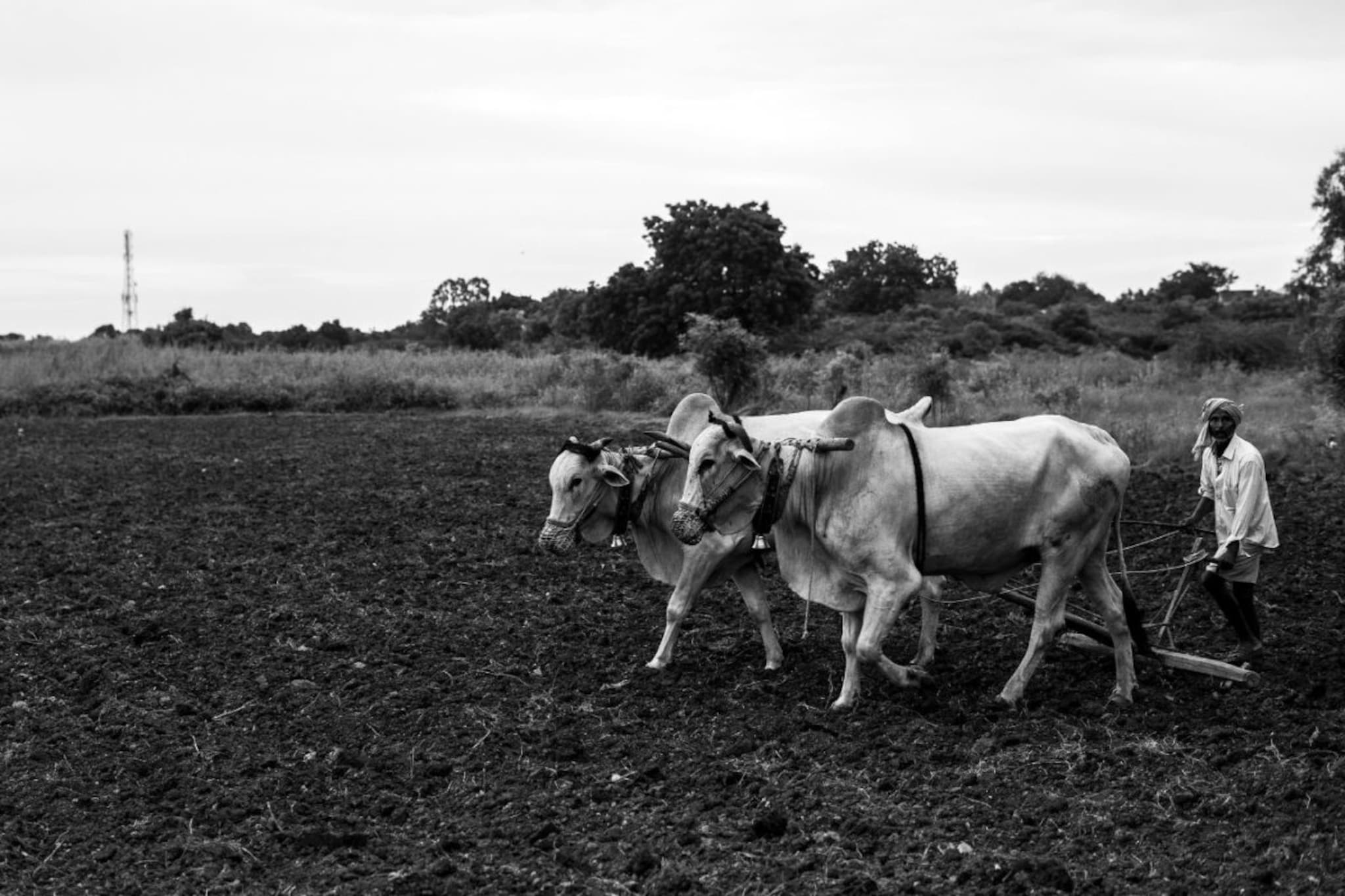 19 शेतकऱ्यांसोबत घडलं भयानक, महाराष्ट्राला हादरावून सोडणारी घटना, अधिवेशनातही सं