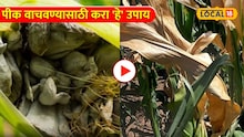 मका पिकावर 'मर' रोगाचं संकट! पीक वाचवण्यासाठी करा 'हे' उपाय; पाहा Video