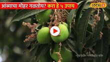 Video: आंबा शेतकरी लक्ष द्या! आंब्याचा मोहर गळतोय? करा हे 5 उपाय 