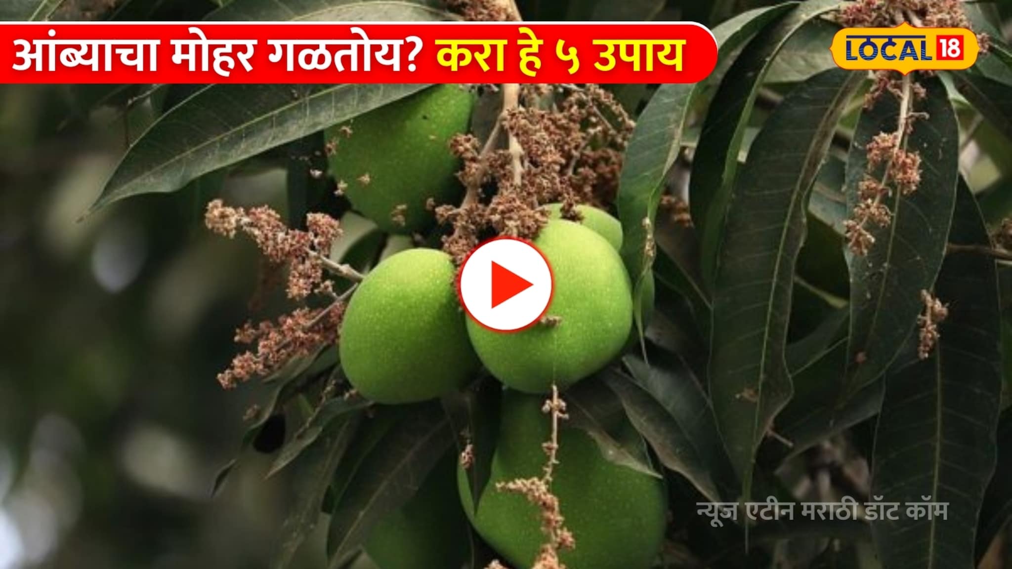 Video: आंबा शेतकरी लक्ष द्या! आंब्याचा मोहर गळतोय? करा हे 5 उपाय 