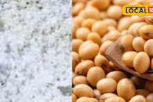 APMC Market: कपाशी, कांद्याचं मार्केट हाललं, सोयाबिन, तुरीचे दर वाढले, कुठं किती मिळाला भाव?