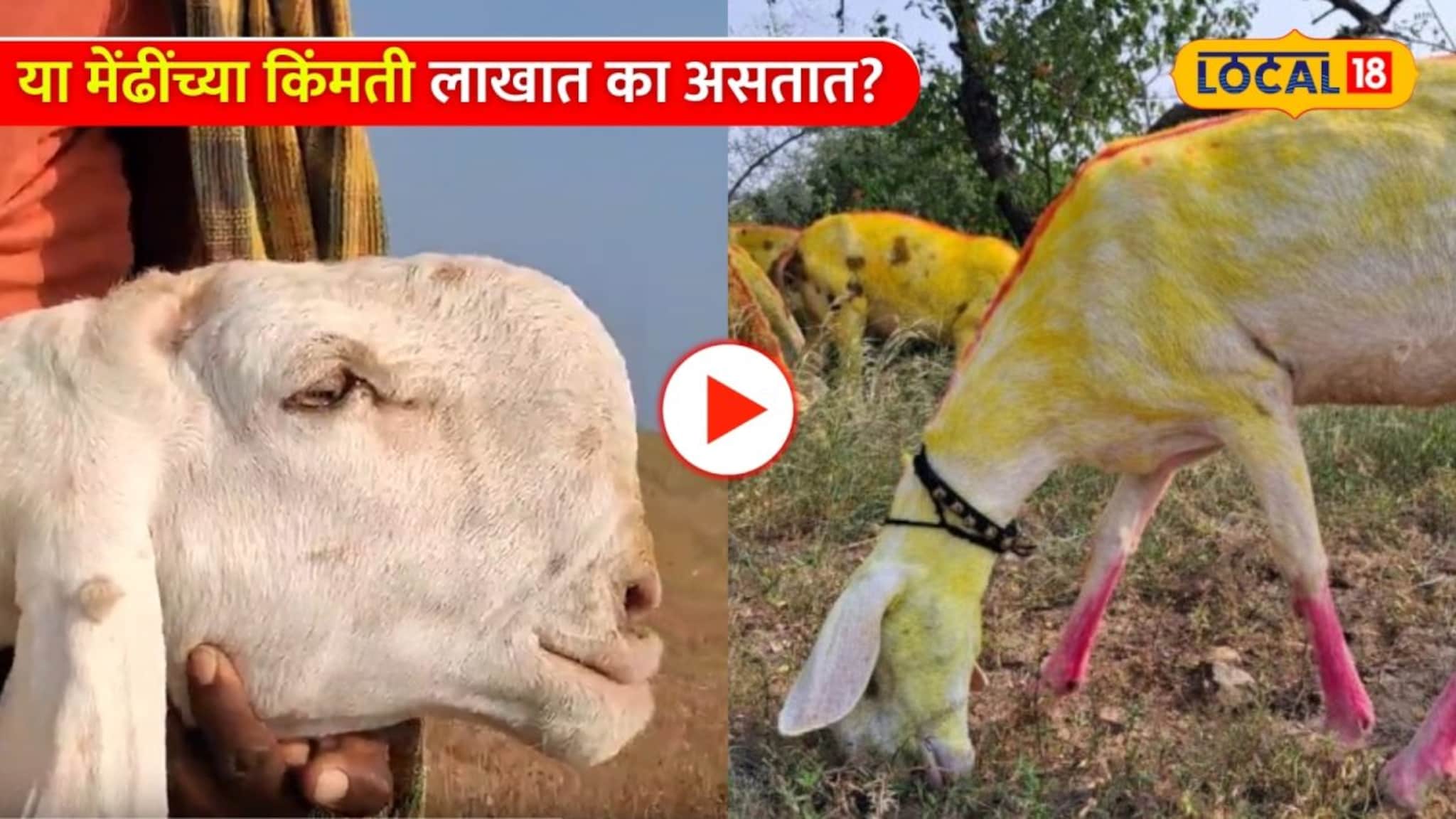 Video:माडग्याळी मेंढींच्या किंमती लाखात का असतात? खास आहे यामागचं कारण..