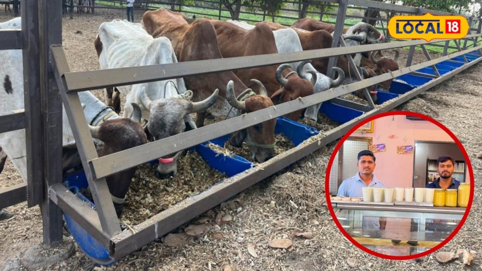 Success Story : इंजिनिअर रमला गावात, 100 गीर गाईचे केलं संगोपन, कोट्यावधीची उलाढाल, Video