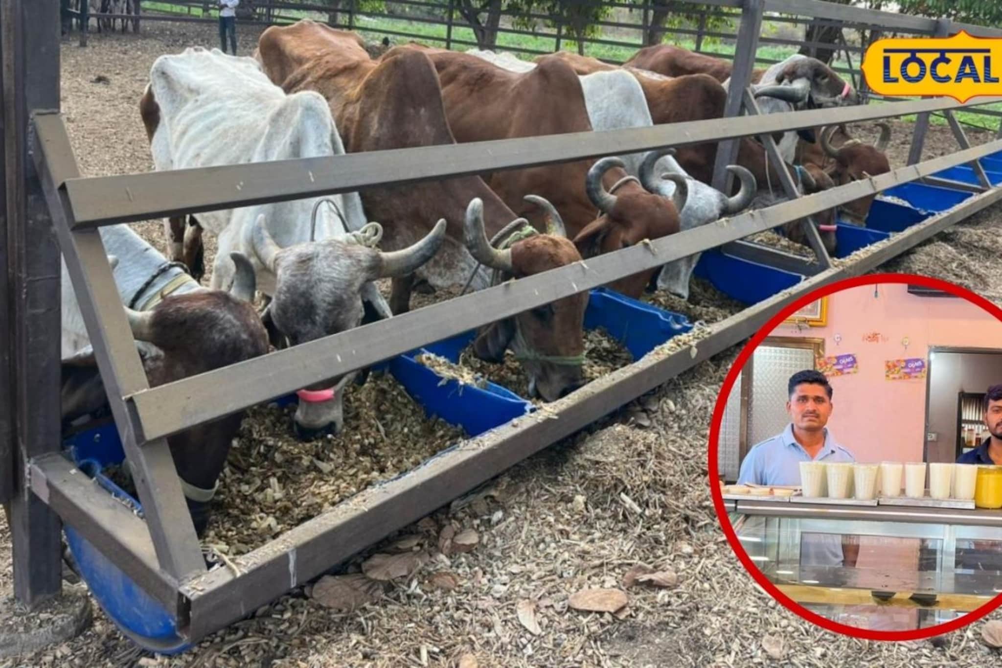 इंजिनिअर रमला गावात, 100 गीर गाईचे केलं संगोपन, कोट्यावधीची उलाढाल, Video