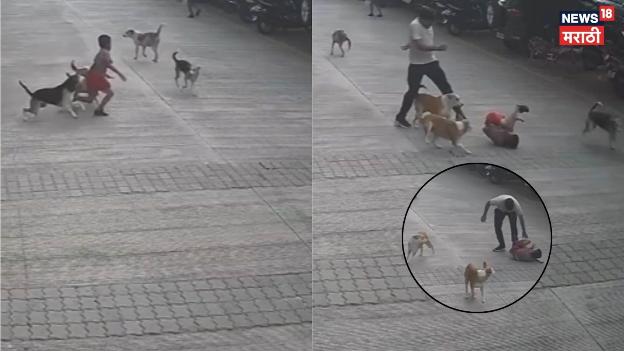 Video: पुण्यात भटक्या कुत्र्यांचा चिमुकल्यावर हल्ला, घटना CCTV मध्ये कैद Video: पुण्यात भटक्या कुत्र्यांचा चिमुकल्यावर हल्ला, घटना CCTV मध्ये कैद