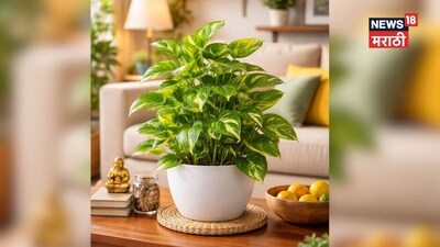 मनी प्लांट वास्तु: गलत दिशा में रखने से होगा नुकसान, जानें सही जगह