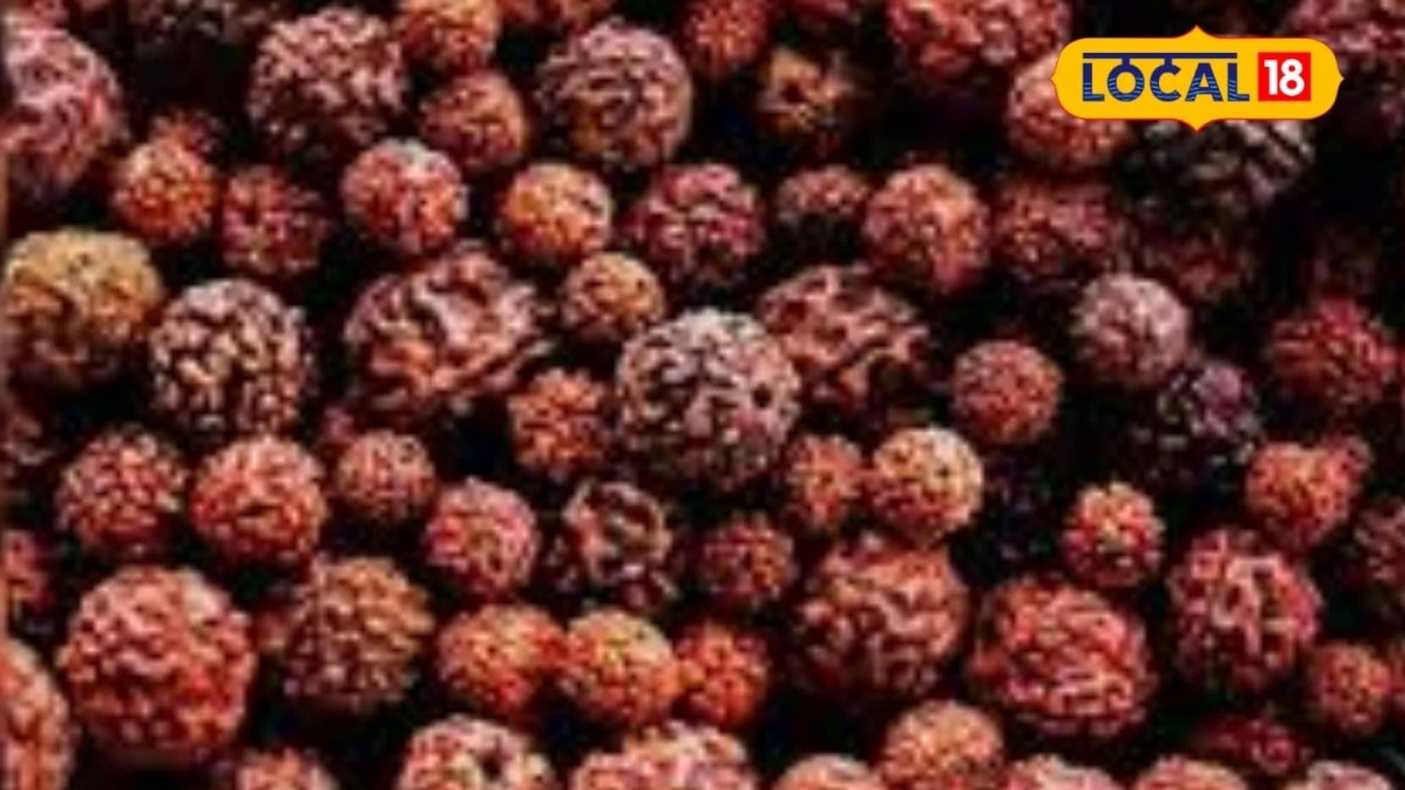 भगवान शिवाशी जोडणारा रुद्राक्ष, कसा करावा खरेदी, काय आहे महत्त्व, Video