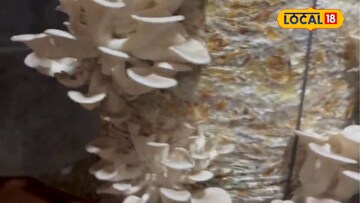 कौटुंबिक जबाबदारी, मग कशी करणार नोकरी? शेडमध्येच केलं पैशाचं पीक, कमाई लाखात! कौटुंबिक जबाबदारी, मग कशी करणार नोकरी? शेडमध्येच केलं पैशाचं पीक, कमाई लाखात!