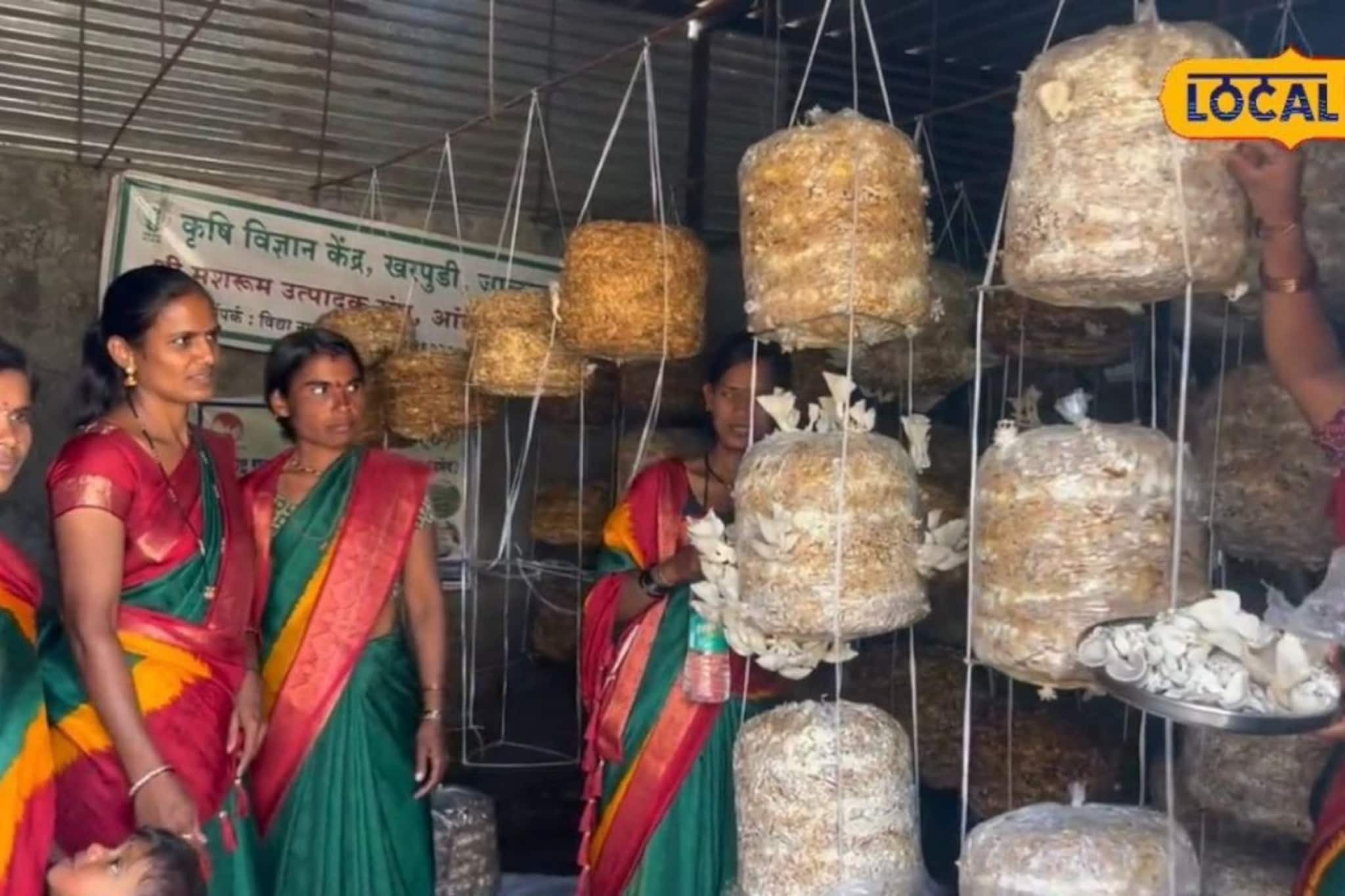 कौटुंबिक जबाबदारी, मग कशी करणार नोकरी? शेडमध्येच केलं पैशाचं पीक, कमाई लाखात! कौटुंबिक जबाबदारी, मग कशी करणार नोकरी? शेडमध्येच केलं पैशाचं पीक, कमाई लाखात!