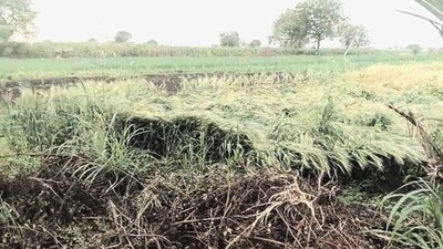 Tragedy Strikes Nanded: Woman Farmer Dies in Lightning Storm, 5 Injured in Yavatmal