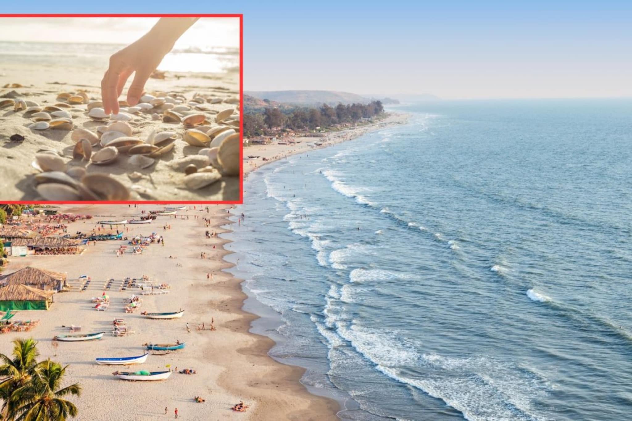 समुद्र किनाऱ्यावरच्या 'या' वस्तू अजिबात घरी आणू नये, नकळत तुम्ही करताय नुकसान!