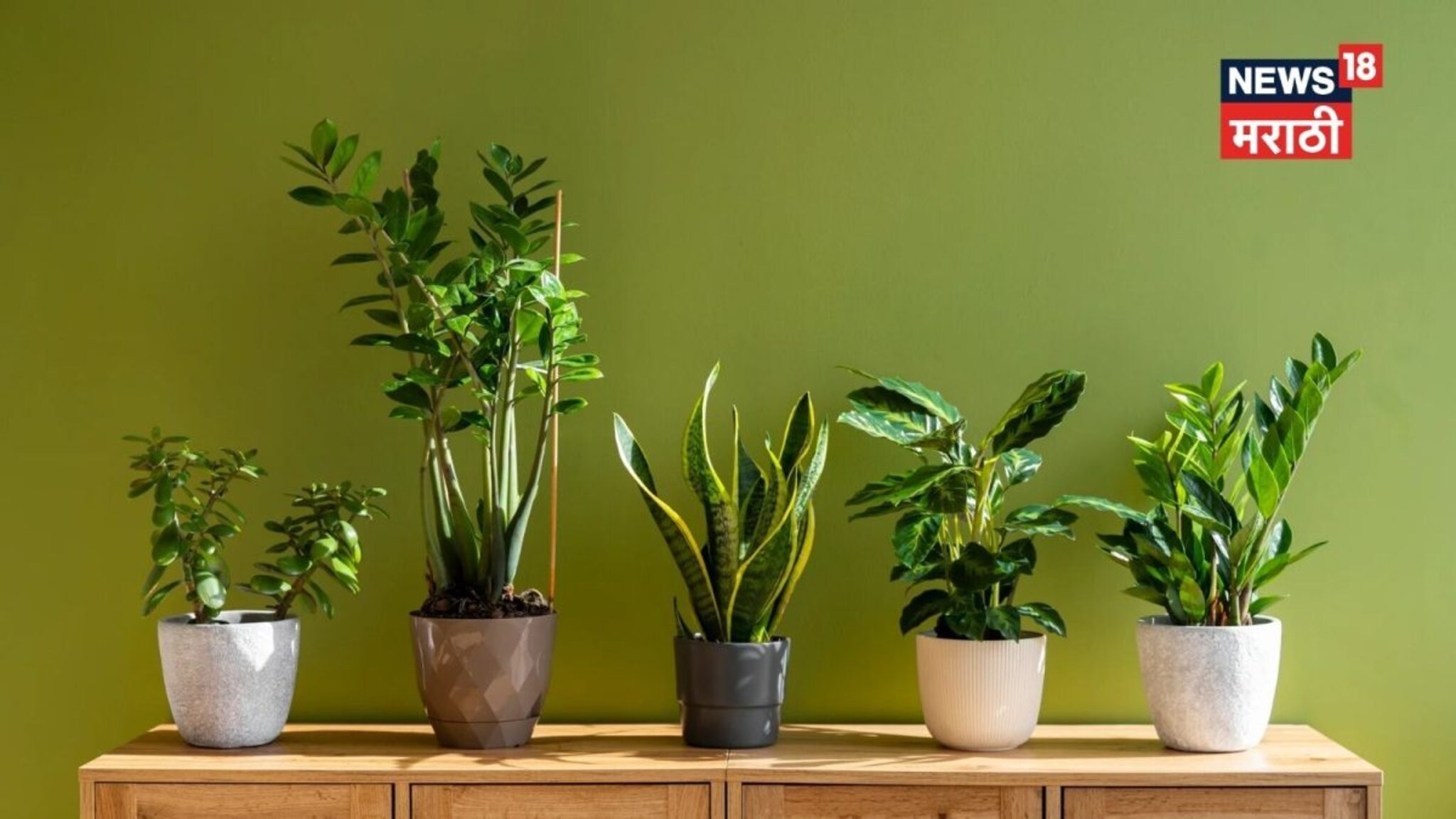 घरातील झाडं वारंवार सुकणे कसले असतात संकेत? 'या' दोषाचा असू शकतो इशारा, आत्ताच करा सोपा उपाय!