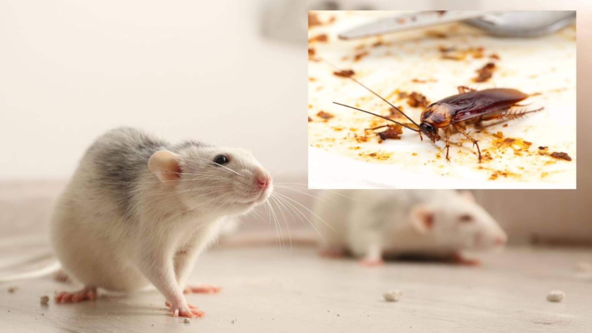 Kitchen Tips : घरातील उंदीर, झुरळं आणि पालही होतील नाहीशा! 2 रुपयांचा कपूर स्वच्छ ठेवेल तुमचं घर Kitchen Tips : घरातील उंदीर, झुरळं आणि पालही होतील नाहीशा! 2 रुपयांचा कपूर स्वच्छ ठेवेल तुमचं घर