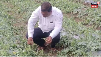 महाराष्ट्र में ओलावृष्टि का कहर: फसलें तबाह, किसान वित्तीय संकट में.