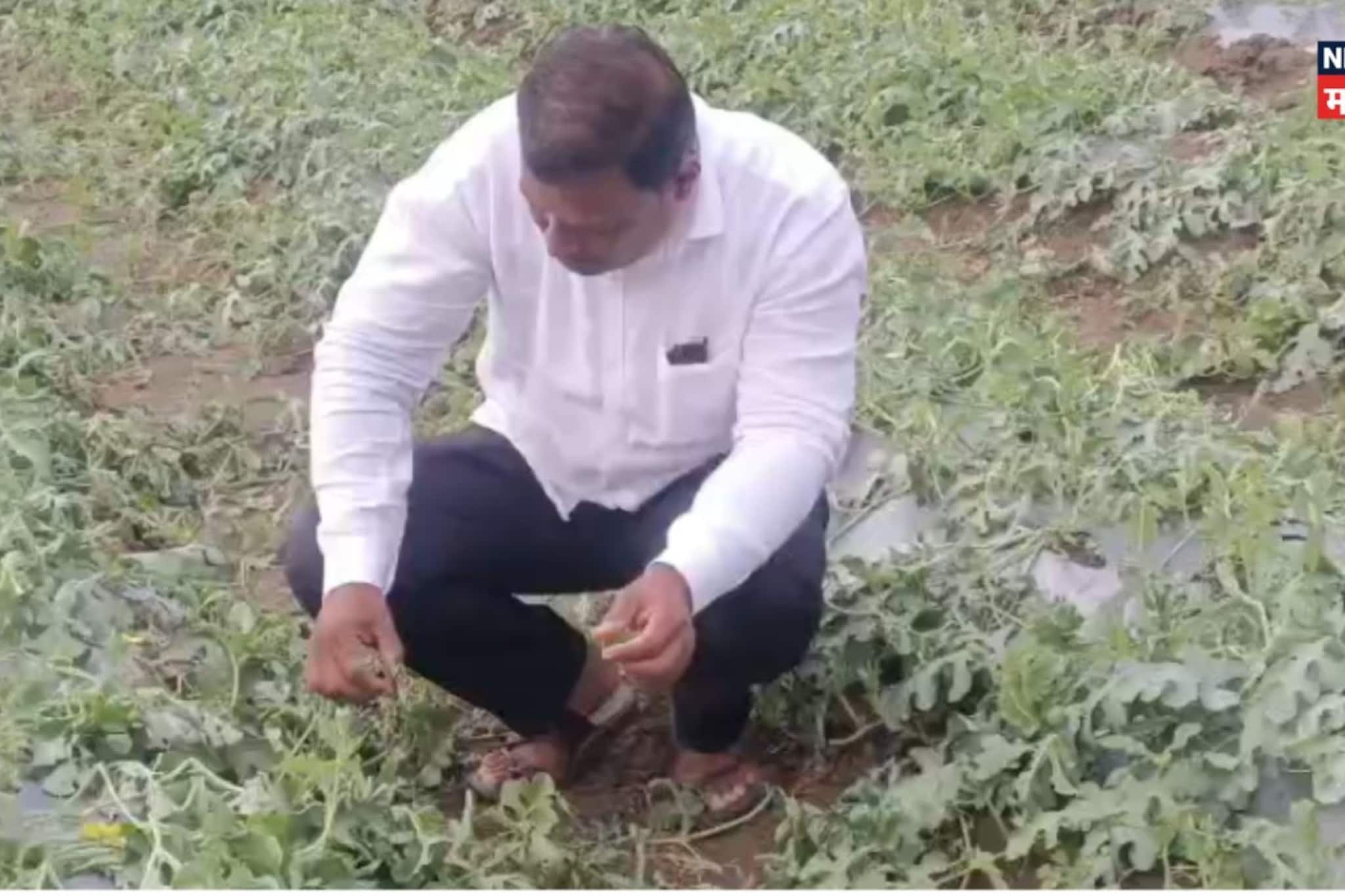 गारपीट आणि पावसामुळे महाराष्ट्रात किती आणि कुठे झालं नुकसान