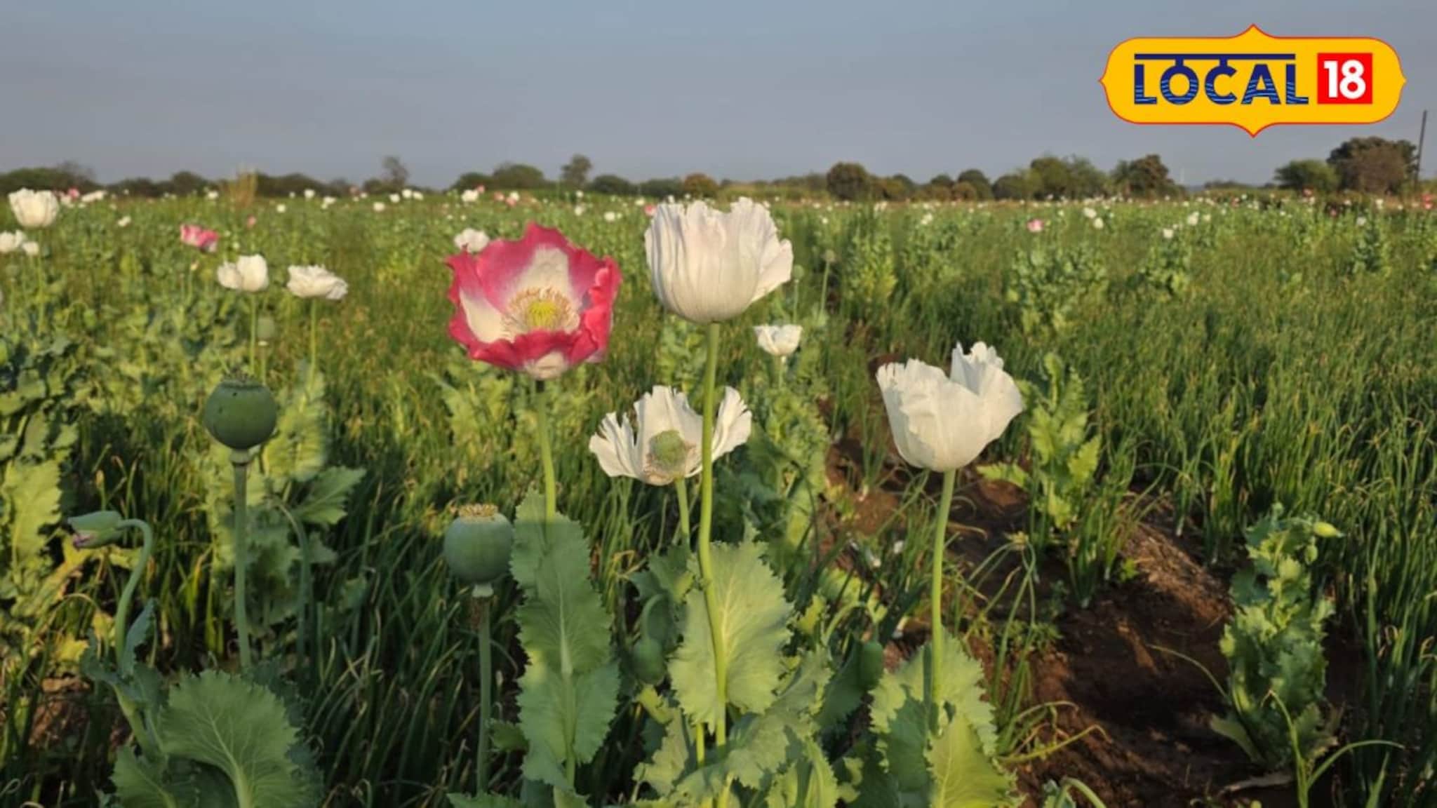 कांद्याच्या शेतात डुलणाऱ्या त्या 72 लाखाच्या सुंदर फुलांनी केला 'घात'; ठाकरे गटाच्या पदाधिकाऱ्याची पक्षातून हकालपट्टी, प्रकरण काय?