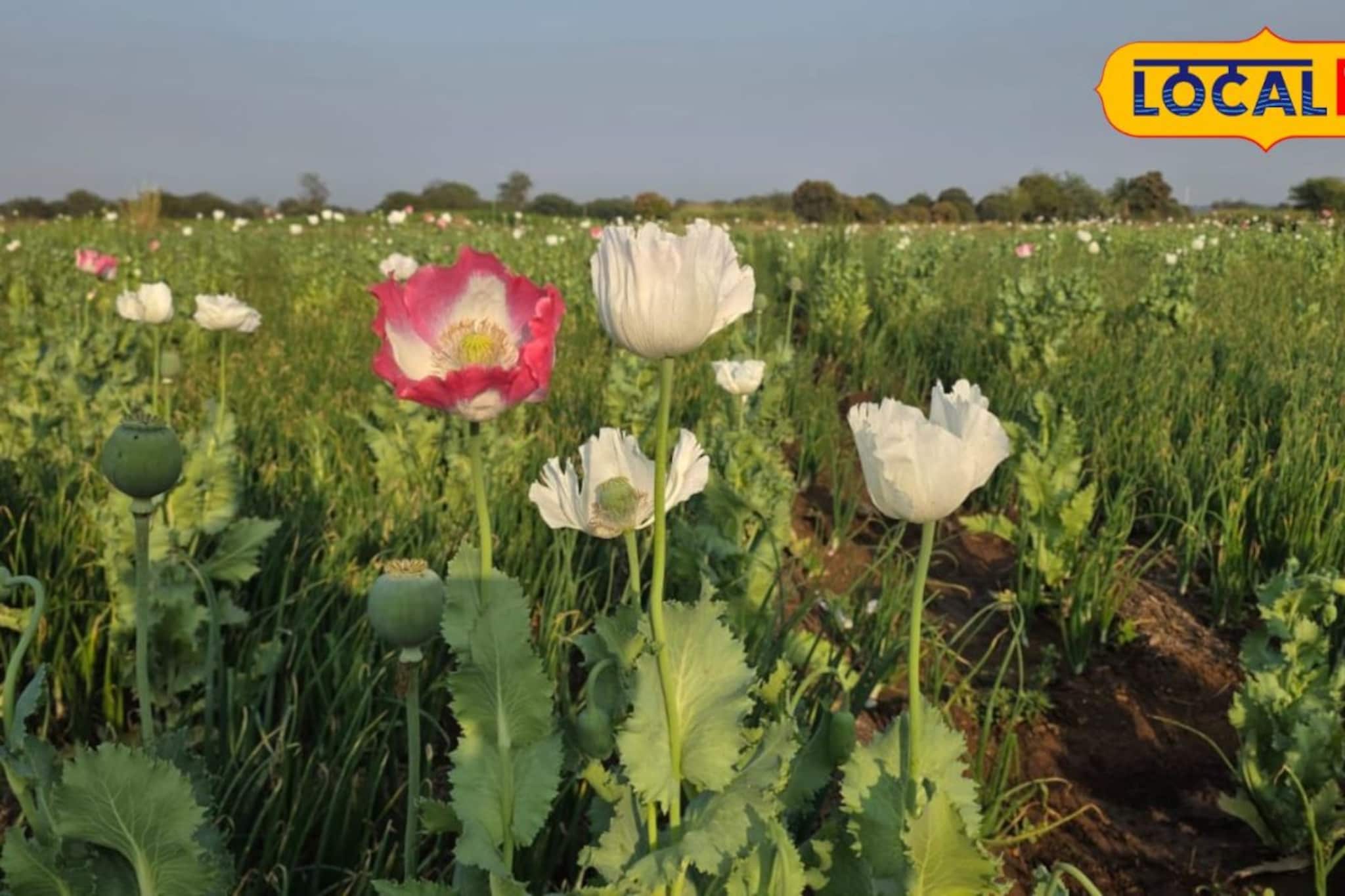 शेतातील त्या सुंदर फुलांनी केला 'घात'; ठाकरे गटाच्या पदाधिकाऱ्याची हकालपट्टी