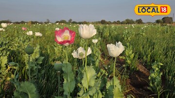 शेतातील त्या सुंदर फुलांनी केला 'घात'; ठाकरे गटाच्या पदाधिकाऱ्याची हकालपट्टी