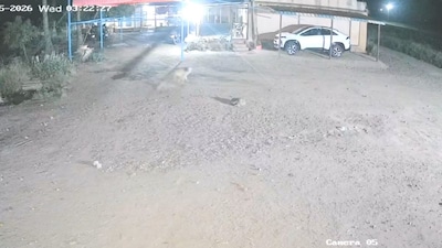 पुणे में तेंदुए का पालतू कुत्तों पर हमला: CCTV में कैद हुआ खौफनाक शिकार.