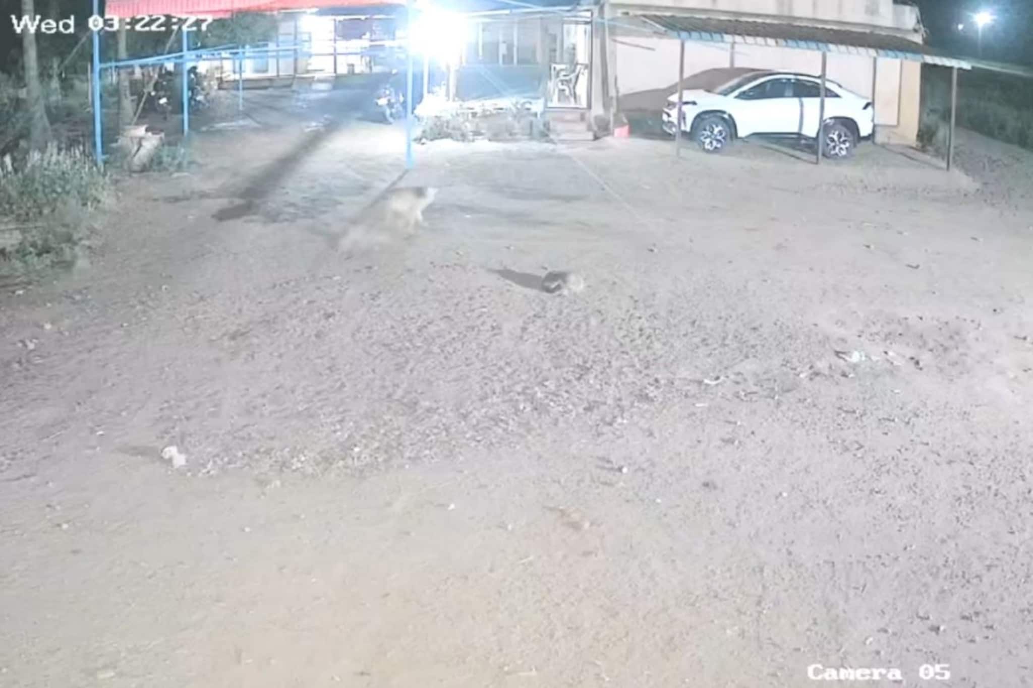 'तो' दबक्या पावलाने आला, चाहूल लागली अन् एक पळाला आणि दुसऱ्याची मानचं पकडली