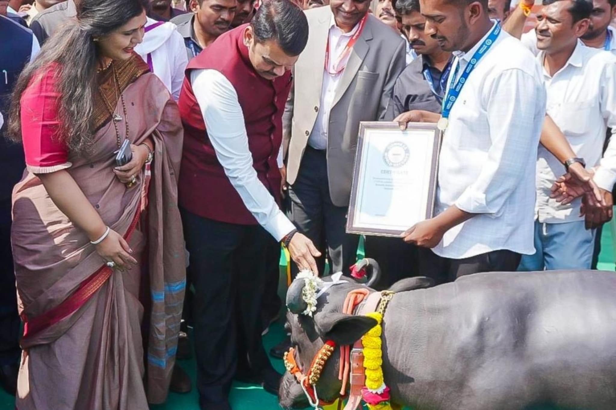 'राधा'ची अदा 60 लाखांची,सगळेच पाहून झाले 'फिदा',पु.लं.ची नव्हे बोराटेंची म्हैस