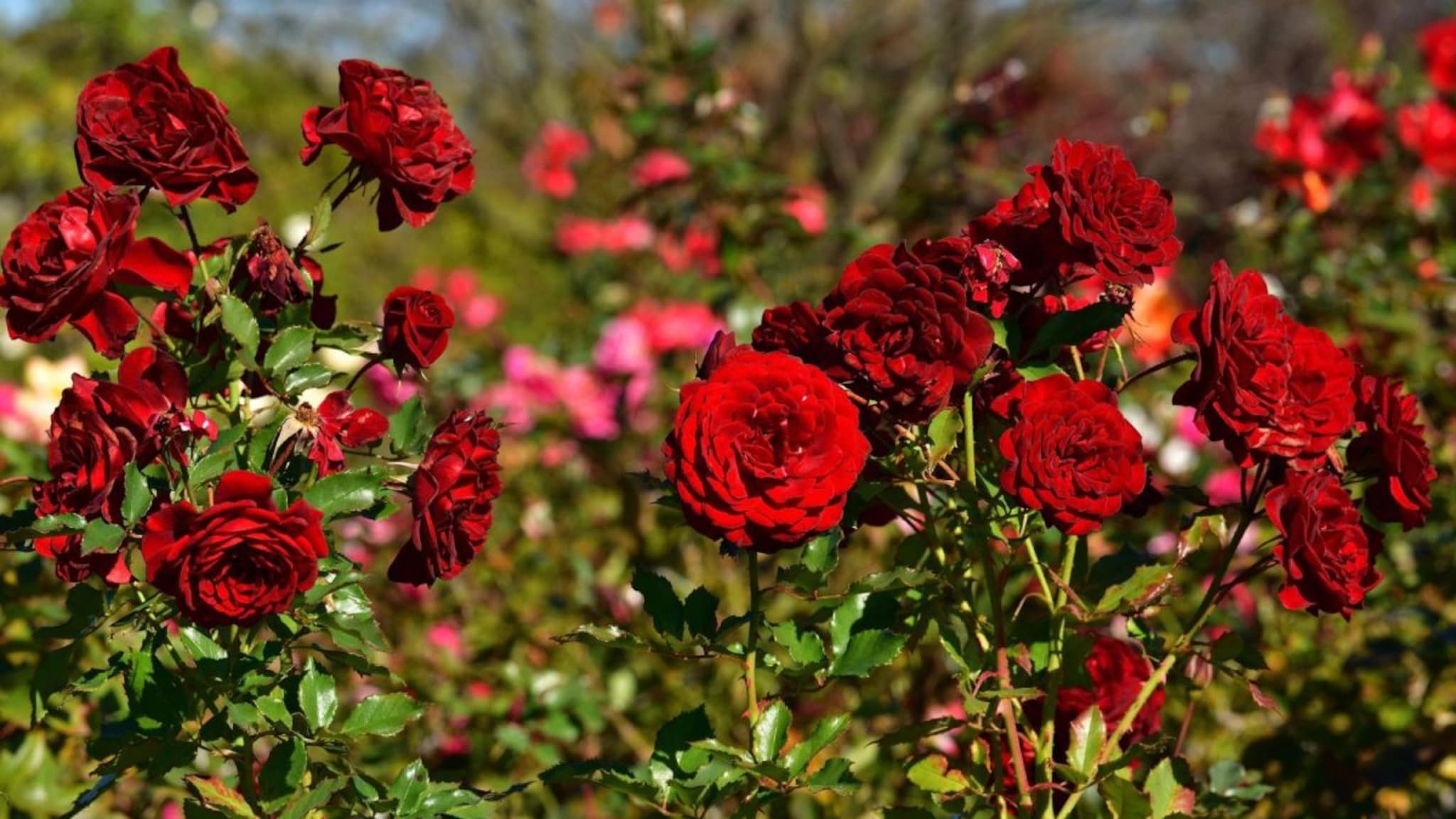 GK: गुलाबांची राजधानी कोणत्या शहराला म्हणतात? तुमचं उत्तर काश्मीर असेल तर तुम्ही चुकीचा विचार करताय, उत्तर ऐकून शॉक बसेल