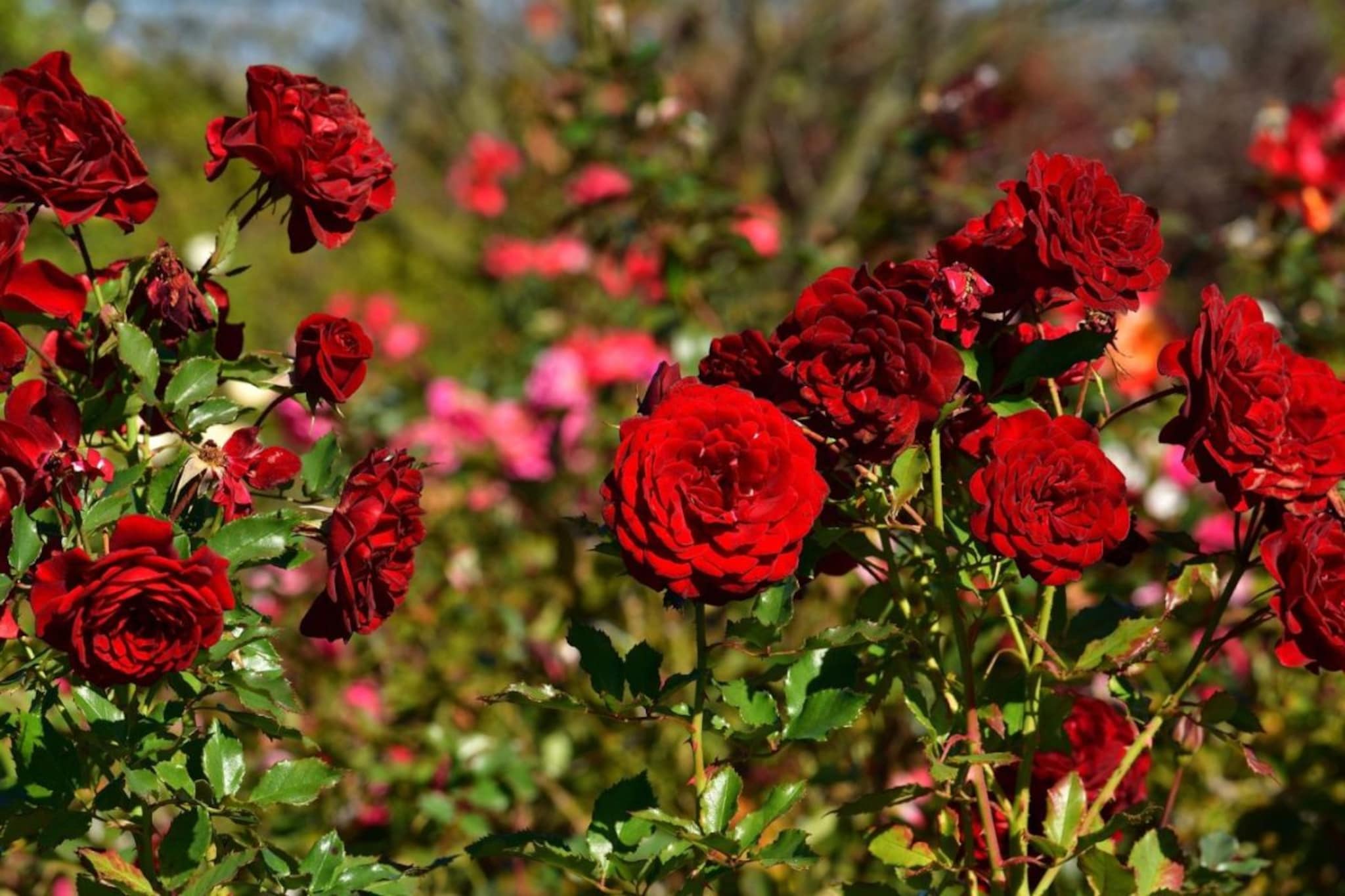 गुलाबांची राजधानी कोणत्या शहराला म्हणतात? काश्मीर म्हणत असाल तर तुम्ही चुकताय गुलाबांची राजधानी कोणत्या शहराला म्हणतात? काश्मीर म्हणत असाल तर तुम्ही चुकताय