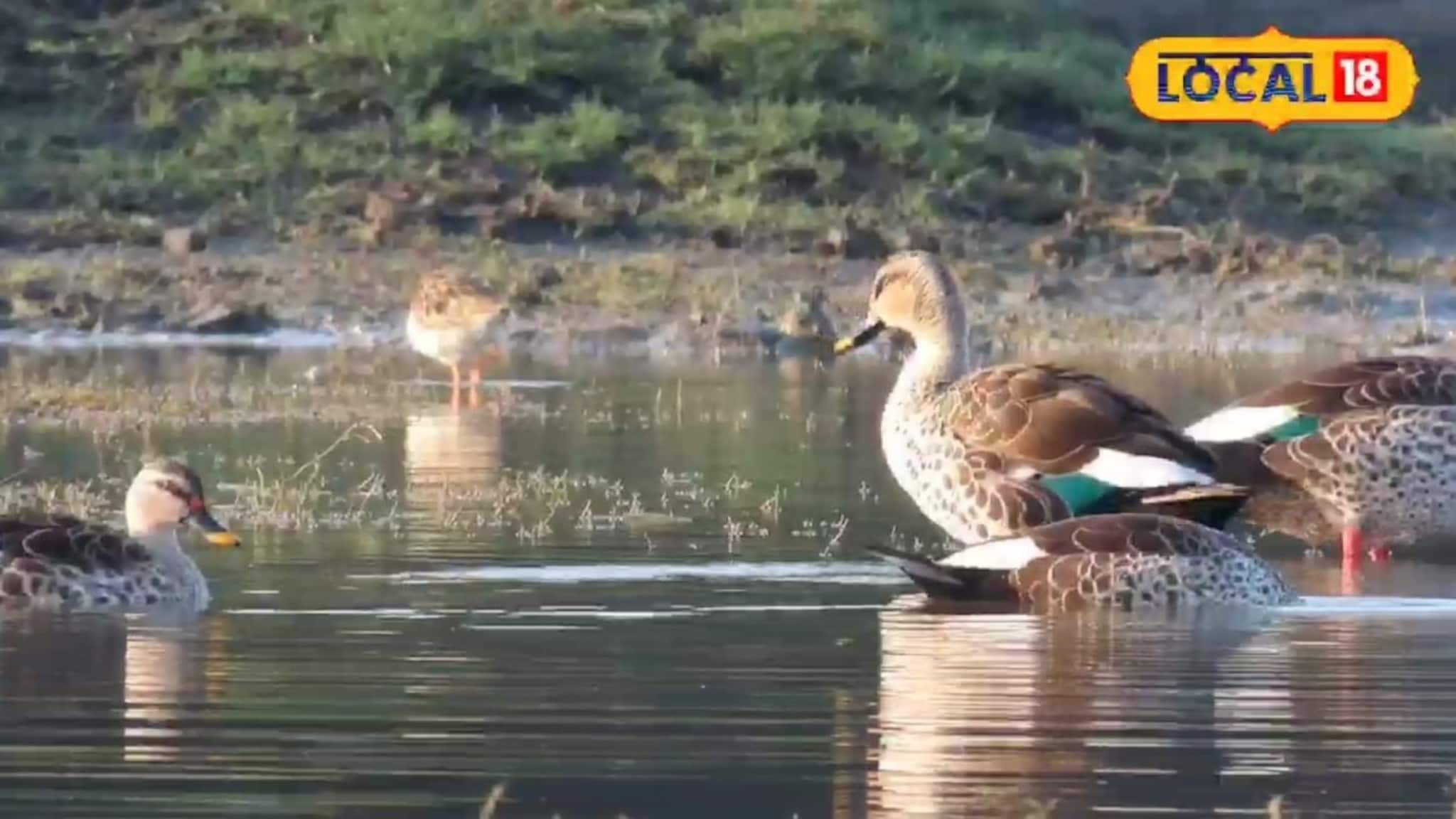 परदेशी पाहुण्यांना भेटा अन् बक्षीस मिळवा, छ. संभीजनगरकरांसाठी पर्वणी, पाहा कधी आणि कुठं? Video