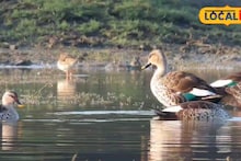 परदेशी पाहुण्यांना भेटा अन् बक्षीस मिळवा, छ. संभीजनगरकरांसाठी पर्वणी, पाहा कधी आणि कुठं? Video