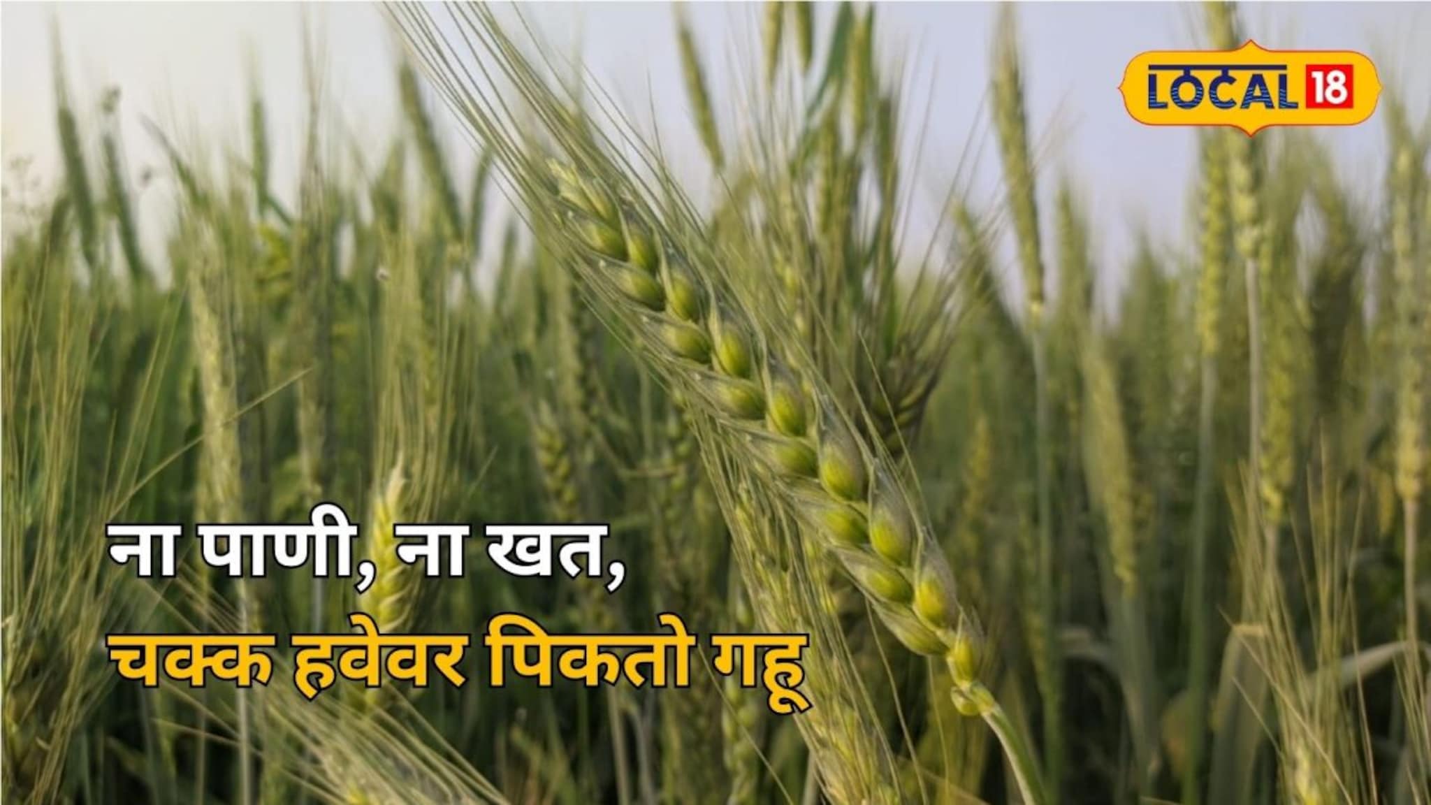 ना खत, ना पाणी, नुसत्या हवेवर पिकतोय गहू, सांगलीच्या खास शेतीचा Ground Report