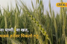 Agriculture: ना खत, ना पाणी, नुसत्या हवेवर पिकतोय गहू, सांगलीतल्या पारंपरिक शेतीचा Ground Report