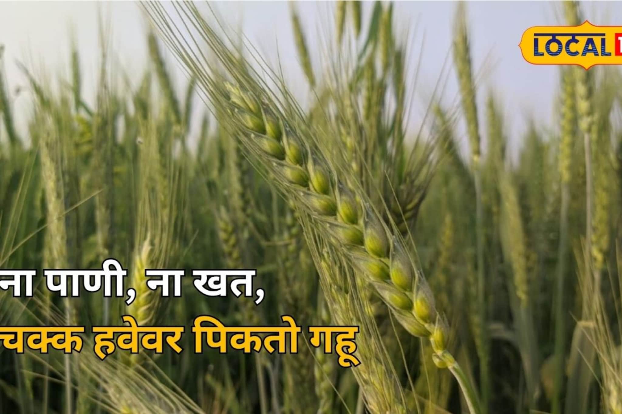 ना खत, ना पाणी, नुसत्या हवेवर पिकतोय गहू, सांगलीच्या खास शेतीचा Ground Report