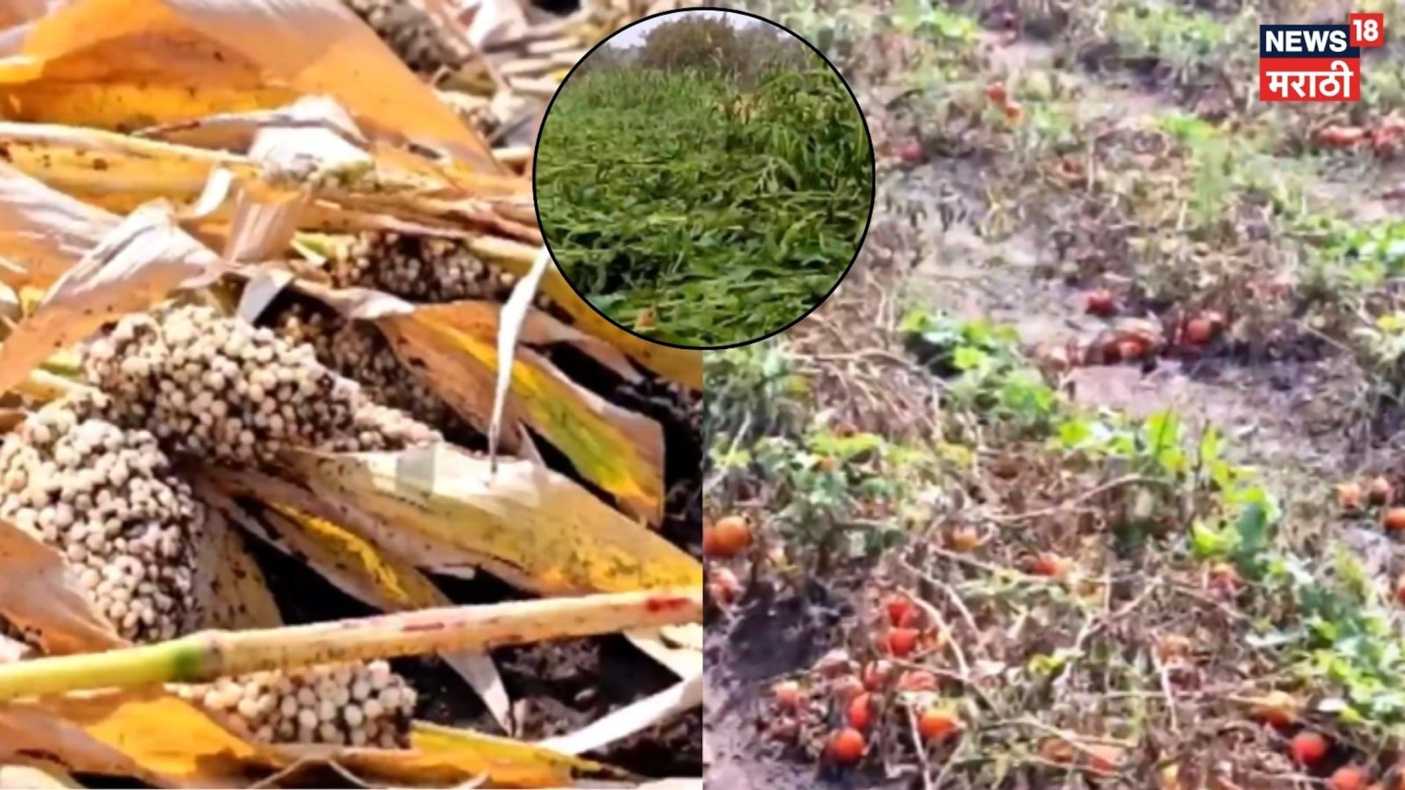 Special Report: विदर्भ, मराठवाड्याला अवकाळीचा तडखा,शेतकऱ्यांवर पुन्हा आस्मानी संकट