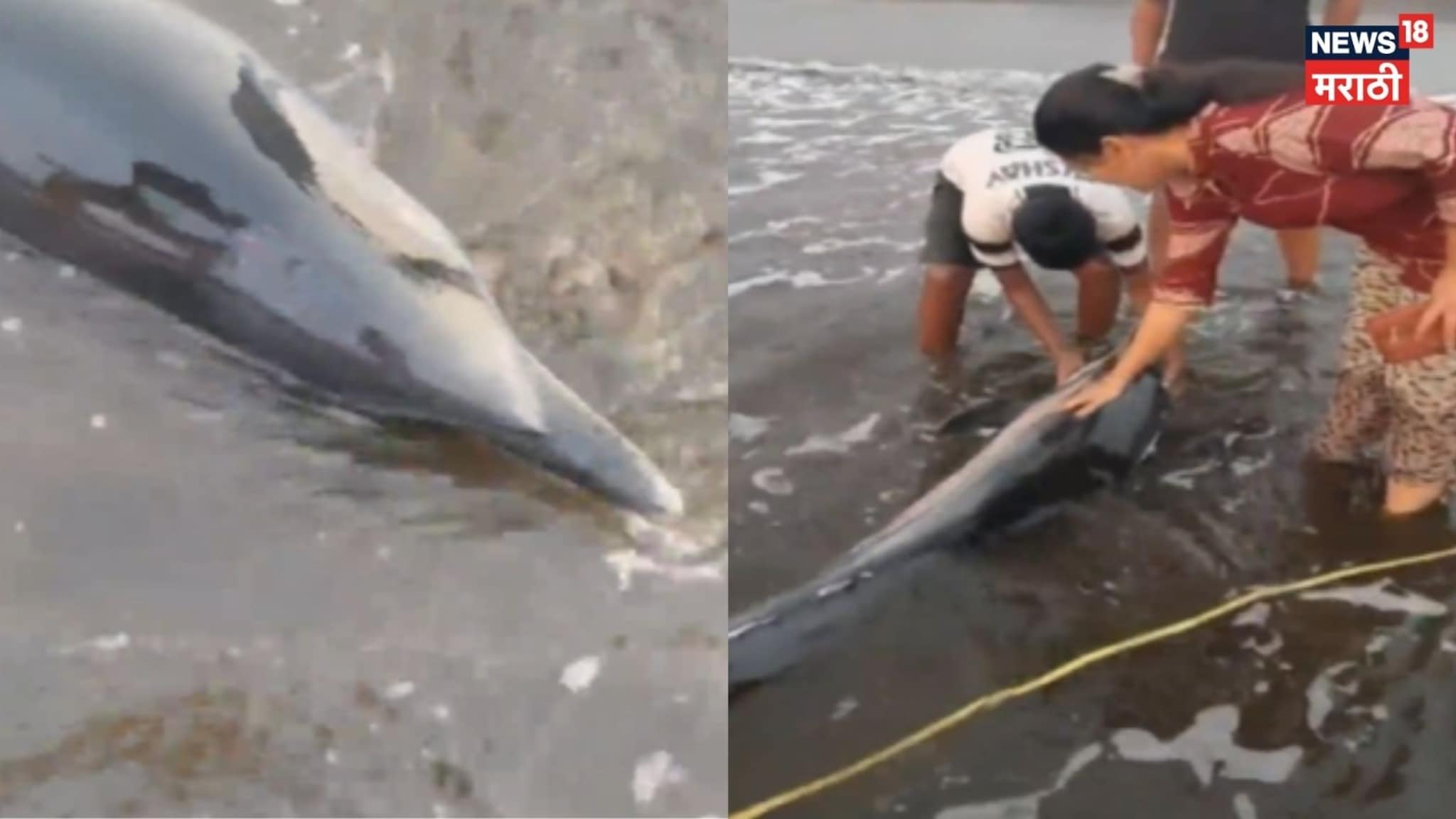 Video: दापोलीत किनाऱ्यावर अडकलेल्या दोन डॉल्फिनला जीवदान