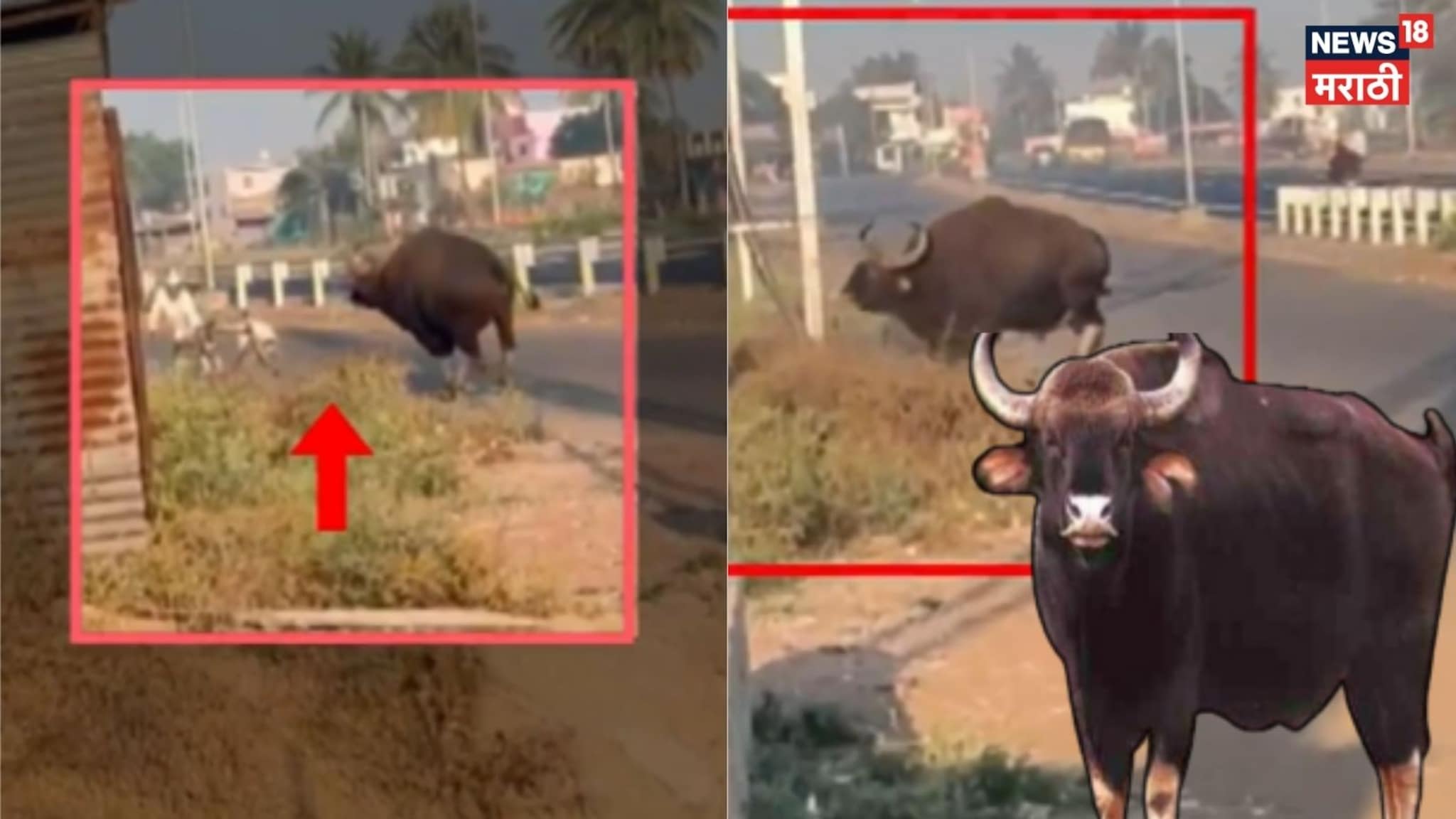 फलटणच्या विडणी गावात रानगव्याचा हल्ला, एक गावकरी गंभीर जखमी, Video