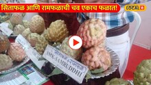 Video: सिताफळ आणि रामफळाची चव आता एकाच फळात! डॅा कसपटे यांनी शोधलं अनोखं बियाणं!