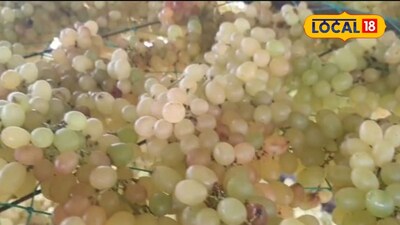 असामयिक बारिश से अंगूर की फसल तबाह, किसान को 25 लाख रुपये का नुकसान.