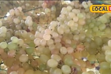 Agriculture News : हातात आलेलं पीक अवकाळीने गेलं, डोळ्यादेखत द्राक्षांचे 25 लाखांचे नुकसान, शेतकरी संकटात, Video